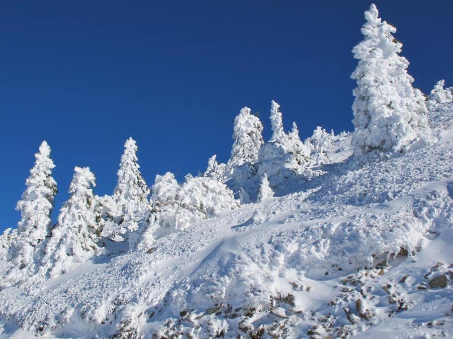 "Le Desman" Confortable T2 A La Montagne Face Aux Thermes Rando, Cure オリュ・レ・バン エクステリア 写真